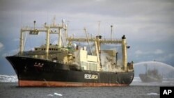 海洋守护者的“鲍勃•贝克号”船在南大洋挡在日本捕鲸加工船“日新丸号”的后面。（2011年2月10日资料照）
